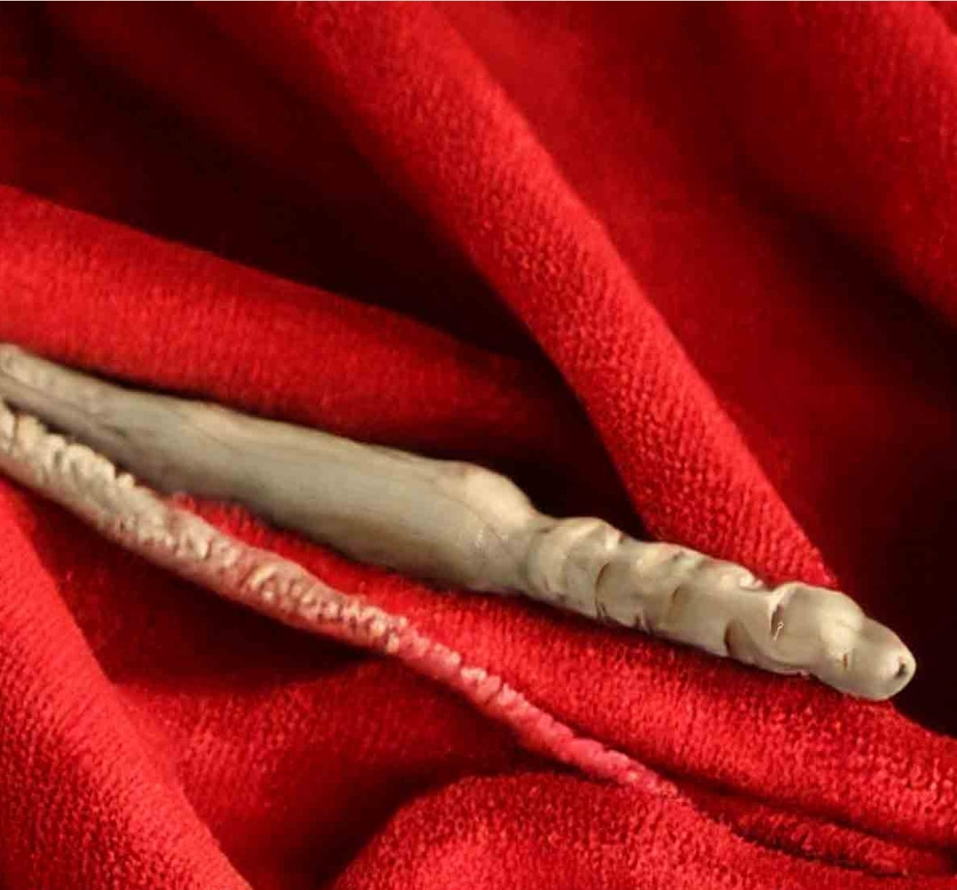 CAUDIA    Die Dildos der Sommersession 2025