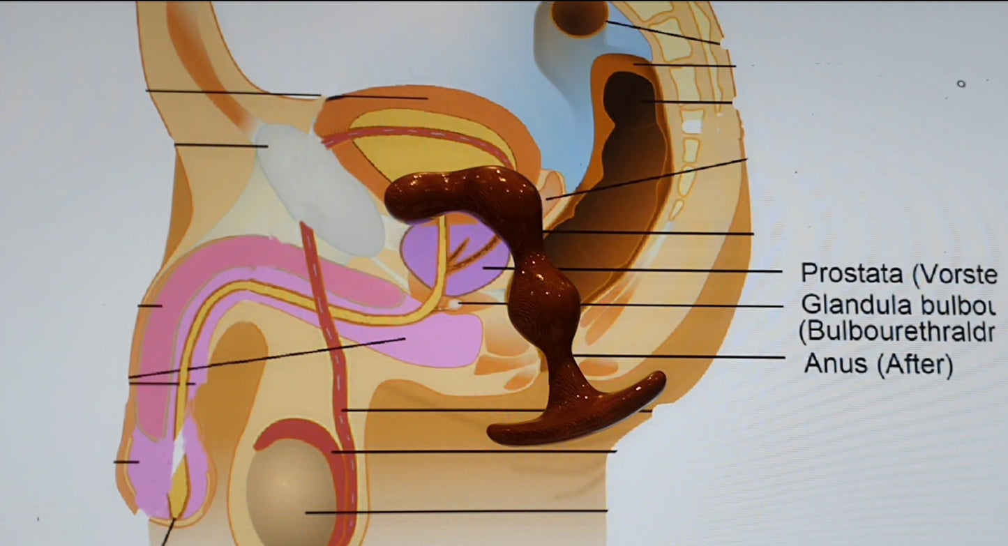 Der PROSTATOR L, Prostate, Analer Plug, Prostata Prostata Spielzeug, analdildo